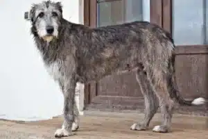 Mehr über den Artikel erfahren Irish Wolfhound Züchter