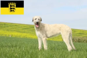 Mehr über den Artikel erfahren Irish Wolfhound Züchter und Welpen in Baden-Württemberg