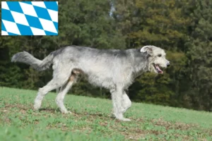 Mehr über den Artikel erfahren Irish Wolfhound Züchter und Welpen in Bayern