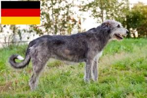 Mehr über den Artikel erfahren Irish Wolfhound Züchter und Welpen in Deutschland