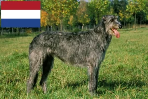 Mehr über den Artikel erfahren Irish Wolfhound Züchter und Welpen in den Niederlanden