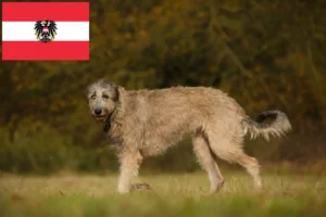 Mehr über den Artikel erfahren Irish Wolfhound Züchter und Welpen in Österreich