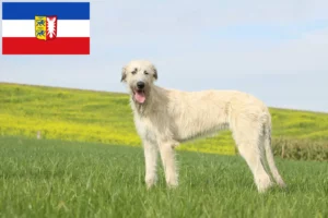 Mehr über den Artikel erfahren Irish Wolfhound Züchter und Welpen in Schleswig-Holstein