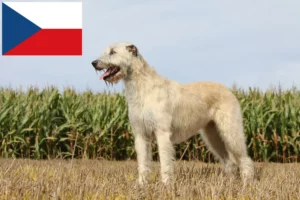 Mehr über den Artikel erfahren Irish Wolfhound Züchter und Welpen in Tschechien