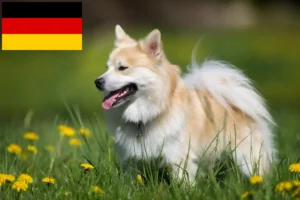 Mehr über den Artikel erfahren Islandhund Züchter und Welpen in Deutschland