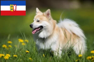 Mehr über den Artikel erfahren Islandhund Züchter und Welpen in Schleswig-Holstein