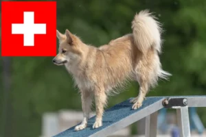 Mehr über den Artikel erfahren Islandhund Züchter und Welpen in der Schweiz