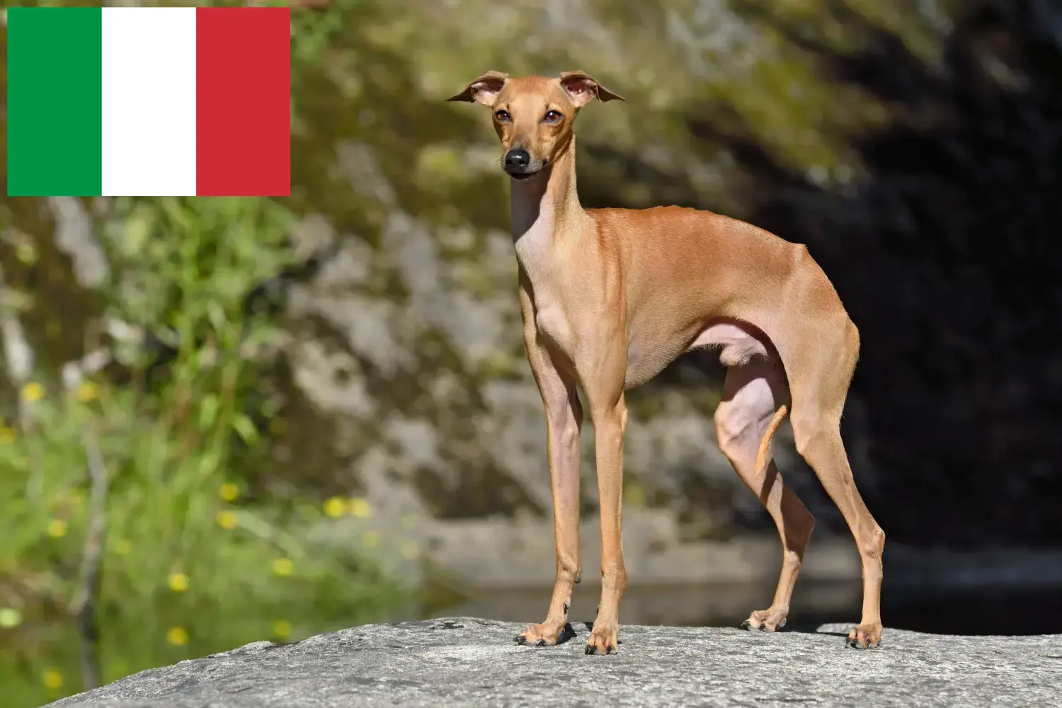 Italienisches Windspiel Züchter und Welpen in Italien DogWeb.de
