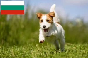 Mehr über den Artikel erfahren Jack Russell Züchter und Welpen in Bulgarien