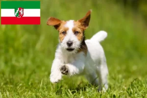 Mehr über den Artikel erfahren Jack Russell Züchter und Welpen in Nordrhein-Westfalen