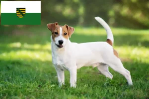 Mehr über den Artikel erfahren Jack Russell Züchter und Welpen in Sachsen