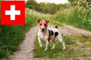 Mehr über den Artikel erfahren Jack Russell Züchter und Welpen in der Schweiz