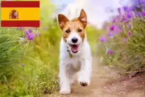 Mehr über den Artikel erfahren Jack Russell Züchter und Welpen in Spanien