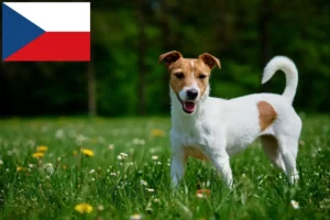 Mehr über den Artikel erfahren Jack Russell Züchter und Welpen in Tschechien