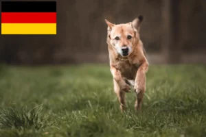 Mehr über den Artikel erfahren Kanaan-Hund Züchter und Welpen in Deutschland