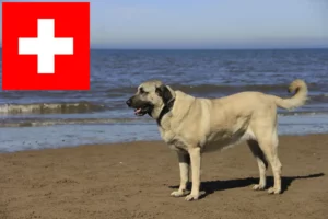 Mehr über den Artikel erfahren Kangal Züchter und Welpen in der Schweiz