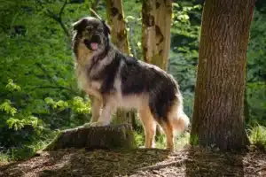 Mehr über den Artikel erfahren Karst-Schäferhund Züchter