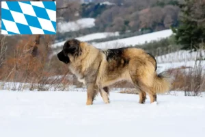 Mehr über den Artikel erfahren Kaukasischer Schäferhund Züchter und Welpen in Bayern