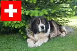 Mehr über den Artikel erfahren Kaukasischer Schäferhund Züchter und Welpen in der Schweiz