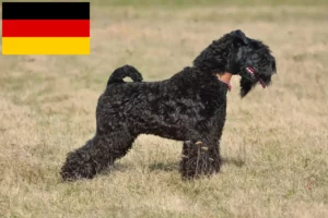 Mehr über den Artikel erfahren Kerry Blue Terrier Züchter und Welpen in Deutschland