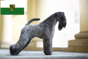 Mehr über den Artikel erfahren Kerry Blue Terrier Züchter und Welpen in Sachsen