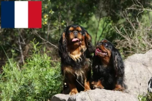 Mehr über den Artikel erfahren King Charles Spaniel Züchter und Welpen in Frankreich