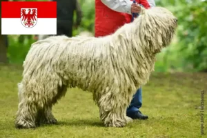 Mehr über den Artikel erfahren Komondor Züchter und Welpen in Brandenburg