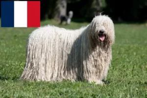 Mehr über den Artikel erfahren Komondor Züchter und Welpen in Frankreich