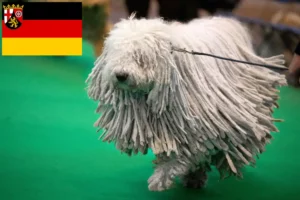 Mehr über den Artikel erfahren Komondor Züchter und Welpen in Rheinland-Pfalz