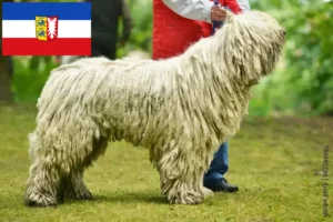 Mehr über den Artikel erfahren Komondor Züchter und Welpen in Schleswig-Holstein