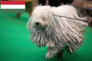 Mehr über den Artikel erfahren Komondor Züchter und Welpen in Ungarn