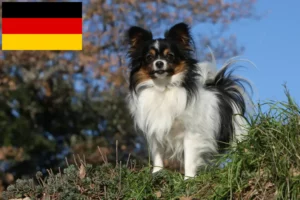 Mehr über den Artikel erfahren Kontinentaler Zwergspaniel Züchter und Welpen in Deutschland