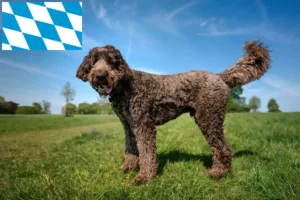 Mehr über den Artikel erfahren Labradoodle Züchter und Welpen in Bayern