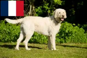 Mehr über den Artikel erfahren Labradoodle Züchter und Welpen in Frankreich