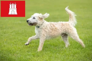 Mehr über den Artikel erfahren Labradoodle Züchter und Welpen in Hamburg