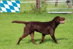 Mehr über den Artikel erfahren Labrador Züchter und Welpen in Bayern