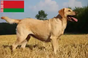 Mehr über den Artikel erfahren Labrador Züchter und Welpen in Belarus