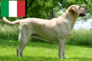 Mehr über den Artikel erfahren Labrador Züchter und Welpen in Italien