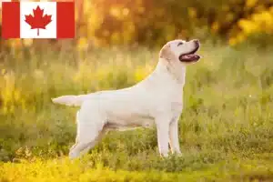 Mehr über den Artikel erfahren Labrador Züchter und Welpen in Kanada