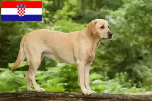 Mehr über den Artikel erfahren Labrador Züchter und Welpen in Kroatien