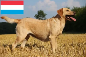 Mehr über den Artikel erfahren Labrador Züchter und Welpen in Luxemburg