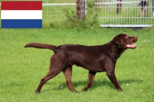 Mehr über den Artikel erfahren Labrador Züchter und Welpen in den Niederlanden