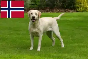 Mehr über den Artikel erfahren Labrador Züchter und Welpen in Norwegen