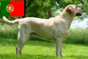 Mehr über den Artikel erfahren Labrador Züchter und Welpen in Portugal