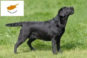 Mehr über den Artikel erfahren Labrador Züchter und Welpen auf Zypern