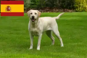 Mehr über den Artikel erfahren Labrador Züchter und Welpen in Spanien