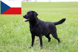 Mehr über den Artikel erfahren Labrador Züchter und Welpen in Tschechien