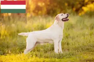 Mehr über den Artikel erfahren Labrador Züchter und Welpen in Ungarn