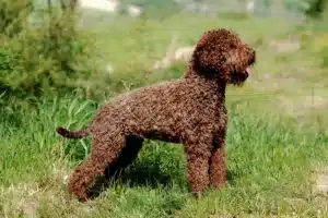 Mehr über den Artikel erfahren Lagotto Romagnolo Züchter