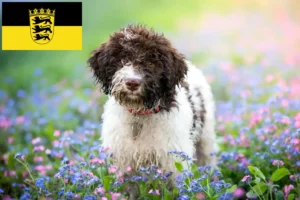 Mehr über den Artikel erfahren Lagotto Romagnolo Züchter und Welpen in Baden-Württemberg